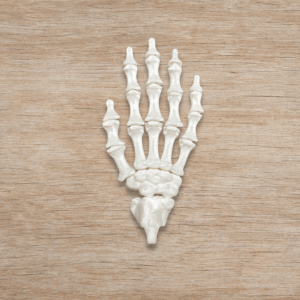 Skeleton ruka